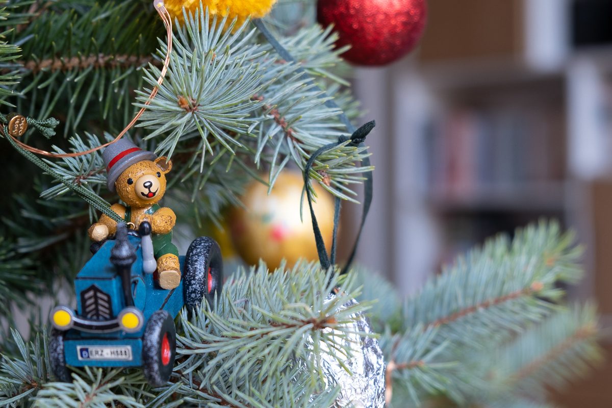 close up of blue spruce tree