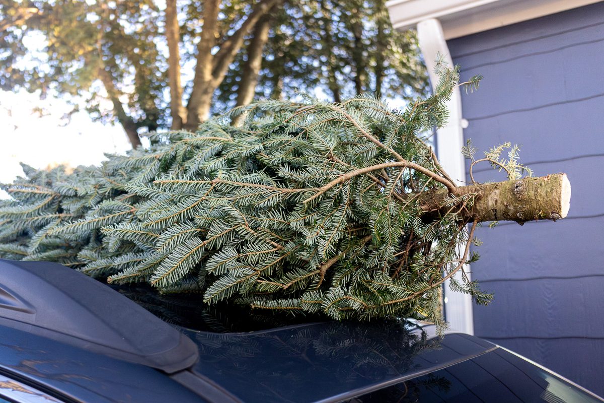 freshly cut christmas tree