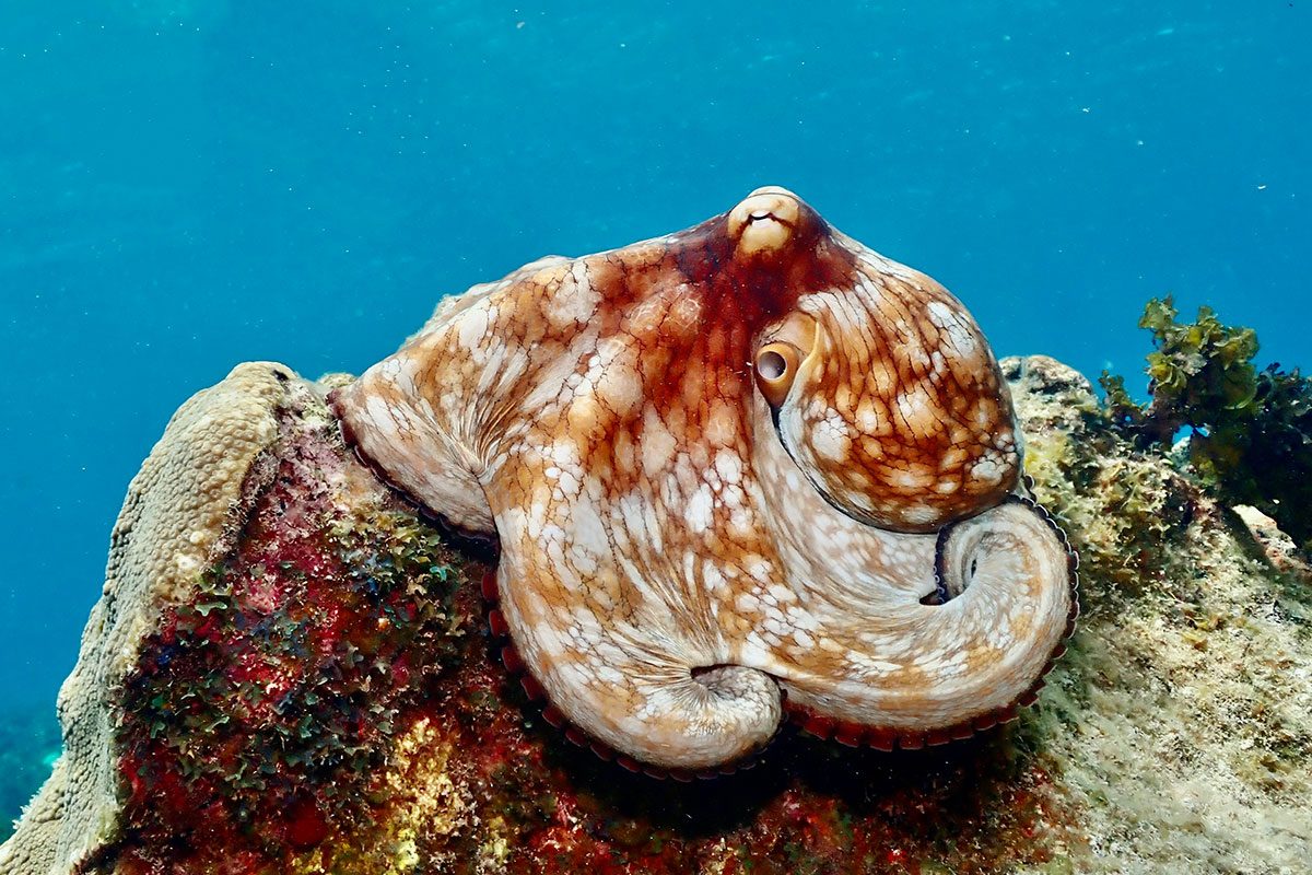 Caribbean reef Octopus (Phylum Mollusca), taken off Divetech, West Bay, Grand Cayman