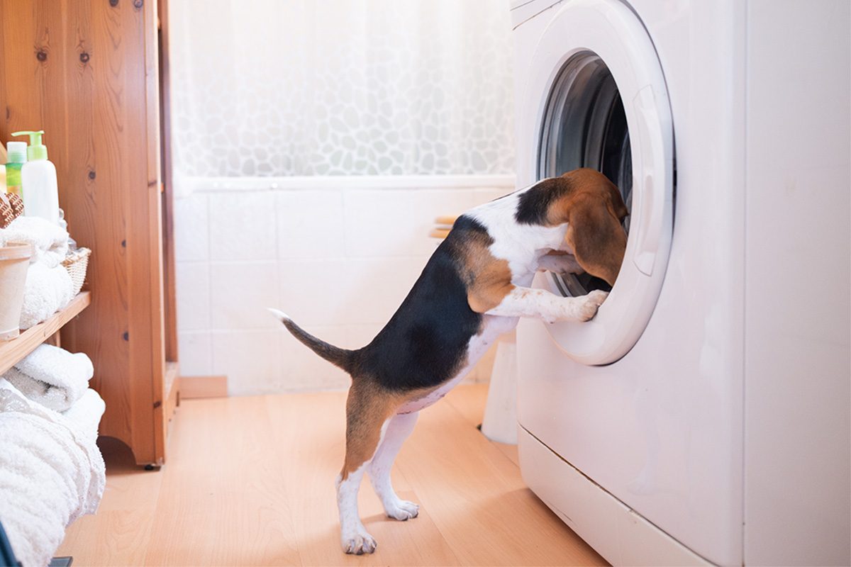 10 Laundry Room Upgrades You've Never Considered Gettyimages 2157180719