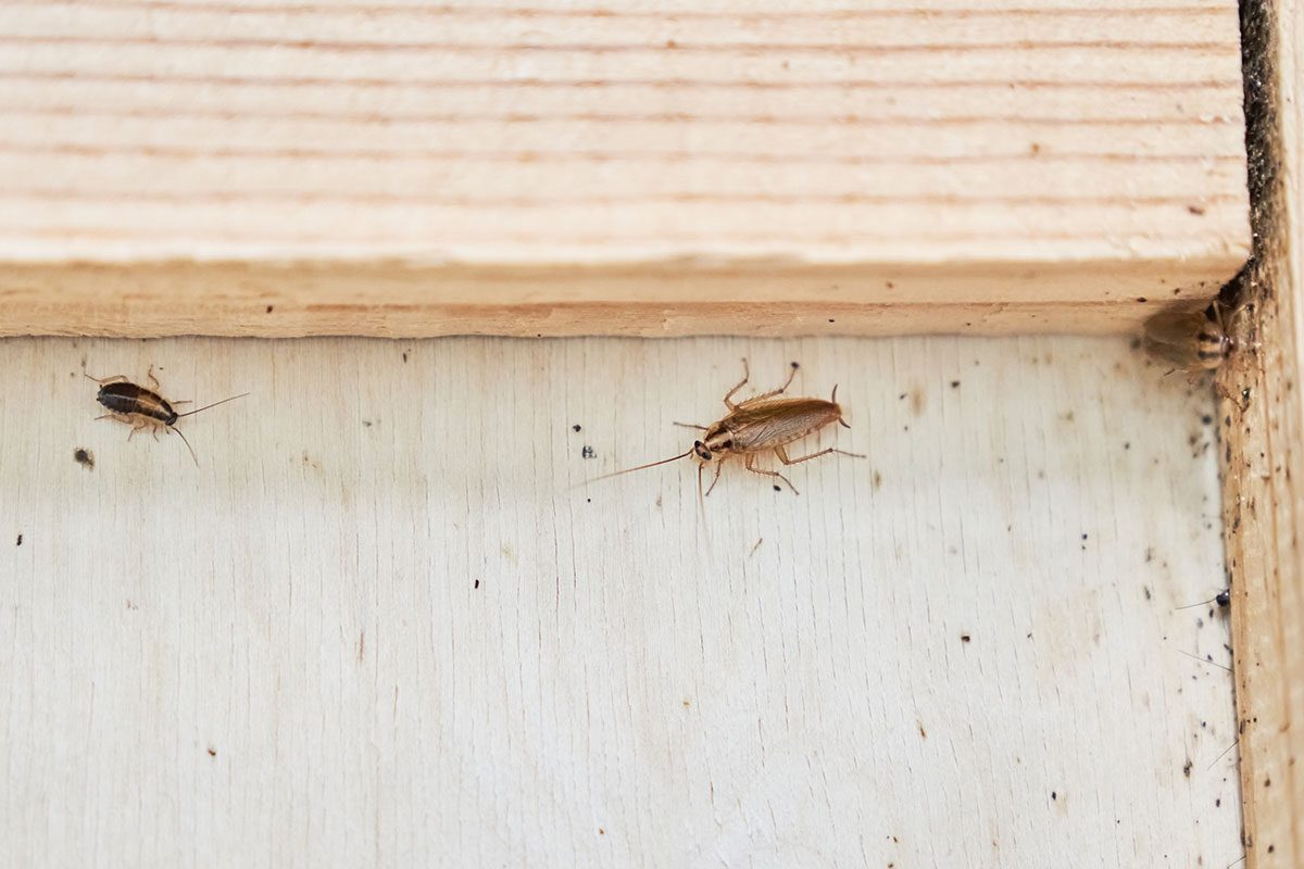 Best Ways To Protect Your Pantries Gettyimages 2166457129