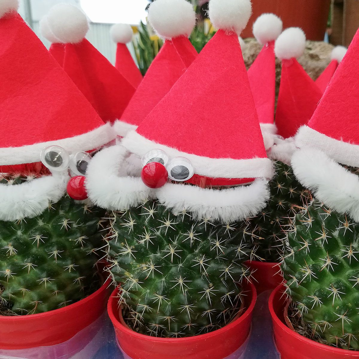 Cactus with Santa Hat
