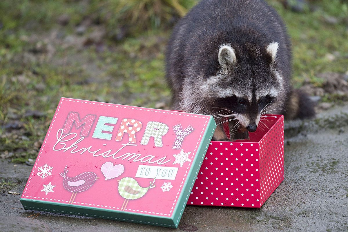 A racoon plays with a christmas present at Hanover Zoo