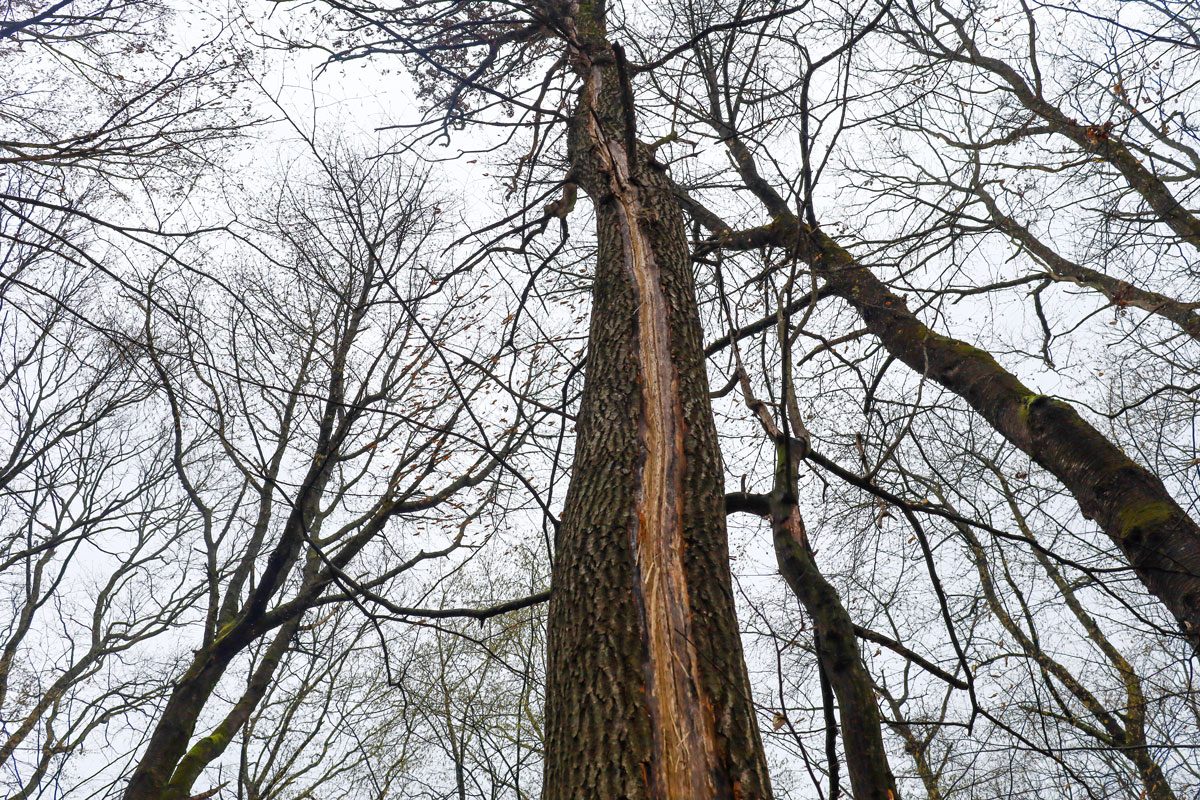View From Below Of A Tall Tree With A Damaged Trunk, Surrounded By Other Leafless Trees. A Long Crack Is Visible On The Tree Trunk, Exposing Lighter Wood.
