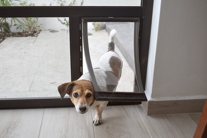 dog entering home through pet door