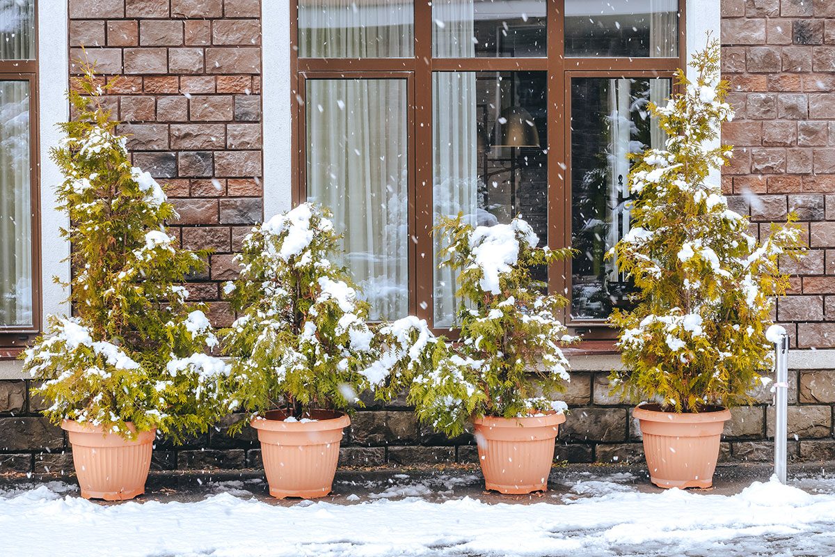 Plastic pots with thuja shrubs stand under a large window on the street covered with snow