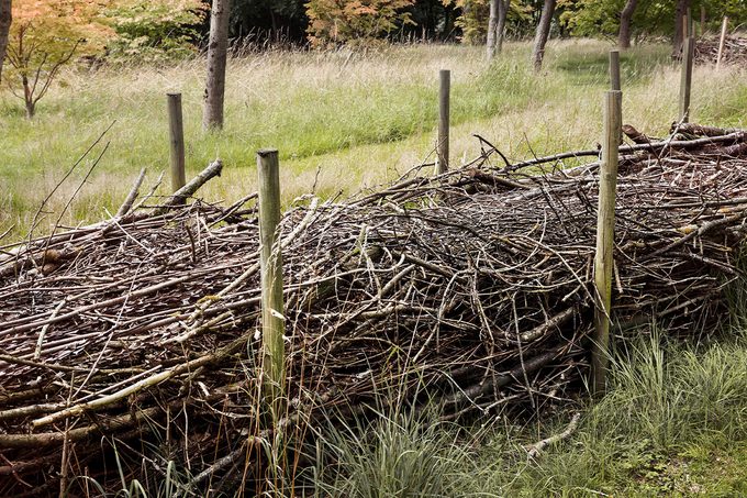 Why You Should Recycle Branches Gettyimages 926878126