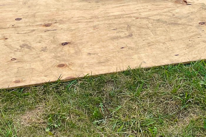 plywood sheet on grass
